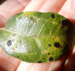 Trabutia quercina