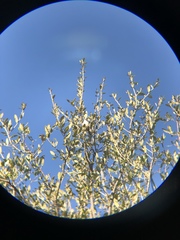 Thryomanes bewickii