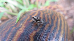 Cochlitoma granulata