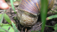 Cochlitoma granulata