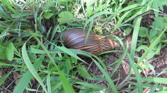 Cochlitoma granulata