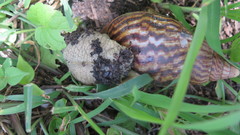 Cochlitoma granulata