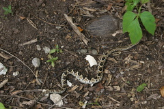 Crotalus simus