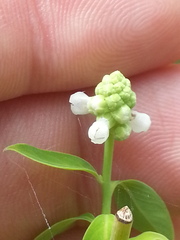 Sphenoclea zeylanica