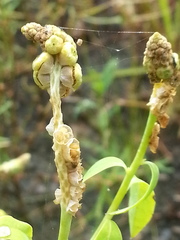 Sphenoclea zeylanica