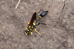 Sceliphron asiaticum