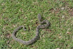 Crotalus culminatus