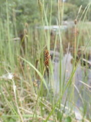 Carex heleonastes