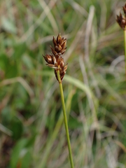 Carex heleonastes