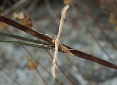 Oidaematophorus occidentalis