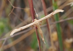 Oidaematophorus occidentalis