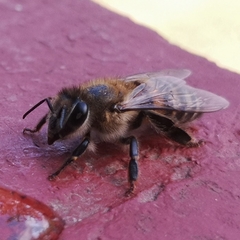 Apis mellifera scutellata