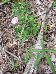 Ipomoea heptaphylla