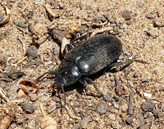 Prophanes simplex