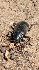 Prophanes simplex