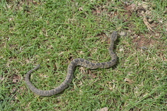 Crotalus culminatus