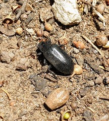 Prophanes simplex