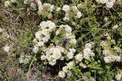 Agathosma hirta