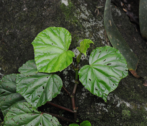 Image of Begonia convolvulacea by (c) Todd Boland, some rights reserved (CC BY)