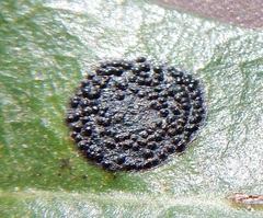 Trabutia quercina