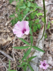 Ipomoea heptaphylla