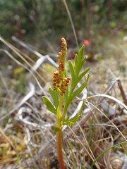 Botrychium angustisegmentum