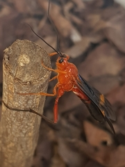 Ichneumonidae