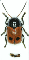 Cryptocephalus trimaculatus