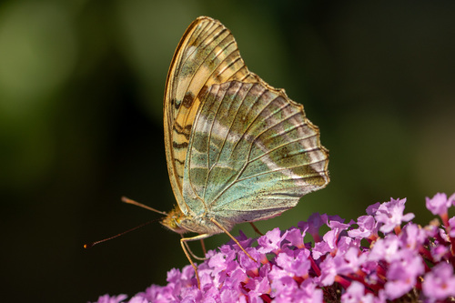 Silver-washed Fritillary, photo 3 of 10