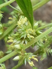 Amaranthus tuberculatus