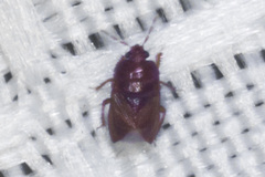 Amnestus pusillus
