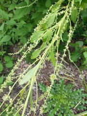 Amaranthus tuberculatus