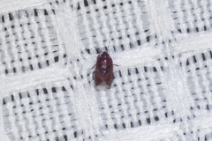 Amnestus pusillus