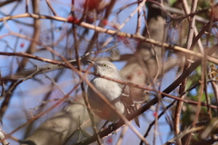 Mimus polyglottos polyglottos