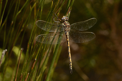Syncordulia gracilis