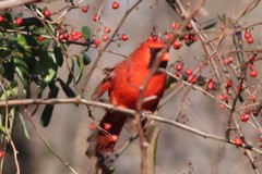 Cardinalis cardinalis cardinalis