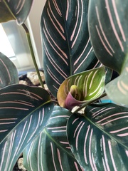 Goeppertia sanderiana