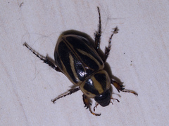 Cyclocephala