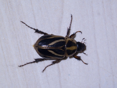 Cyclocephala