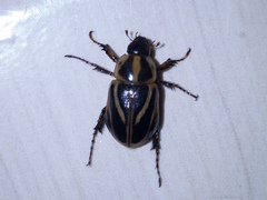 Cyclocephala