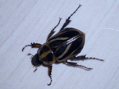 Cyclocephala