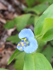 Commelina caroliniana