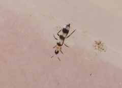 Aeolothrips collaris