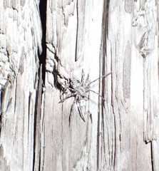 Rhysodromus alascensis