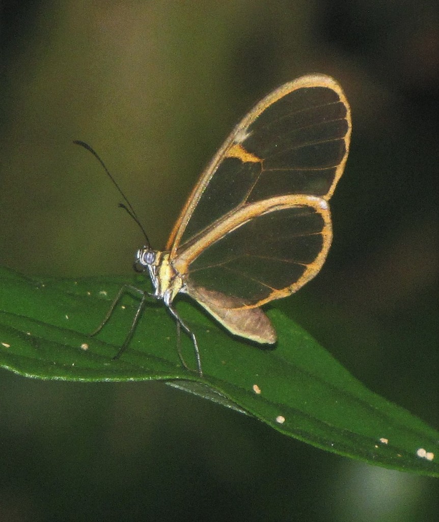 Episcada sylvo