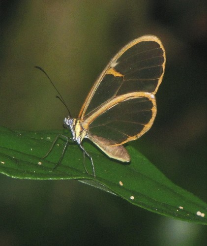 Episcada sylvo
