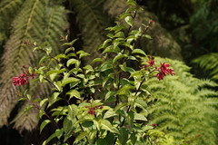 Cestrum elegans
