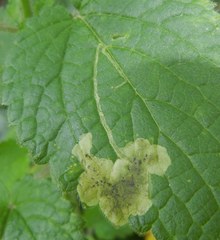 Amauromyza labiatarum