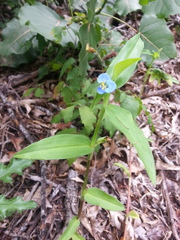 Commelina caroliniana