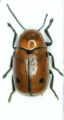 Cryptocephalus infirmior
